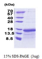 Human TAF10 Protein (Recombinant His)