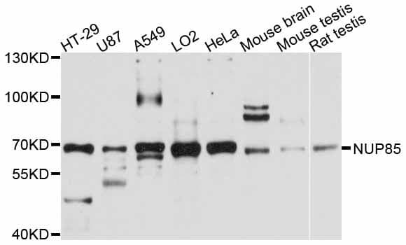 NUP85 / Pericentrin 1 Antibody