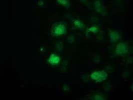 SOCS3 Antibody (clone OTI3B8, Carrier-free)