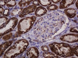 HSPD1 / HSP60 Antibody (clone OTI3G10)