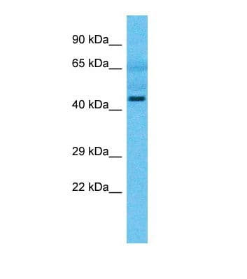 TRMU Antibody (aa60-109)