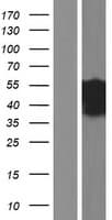 CD2BP2 Protein (Over-Expression Lysate Myc-DDK (Flag))