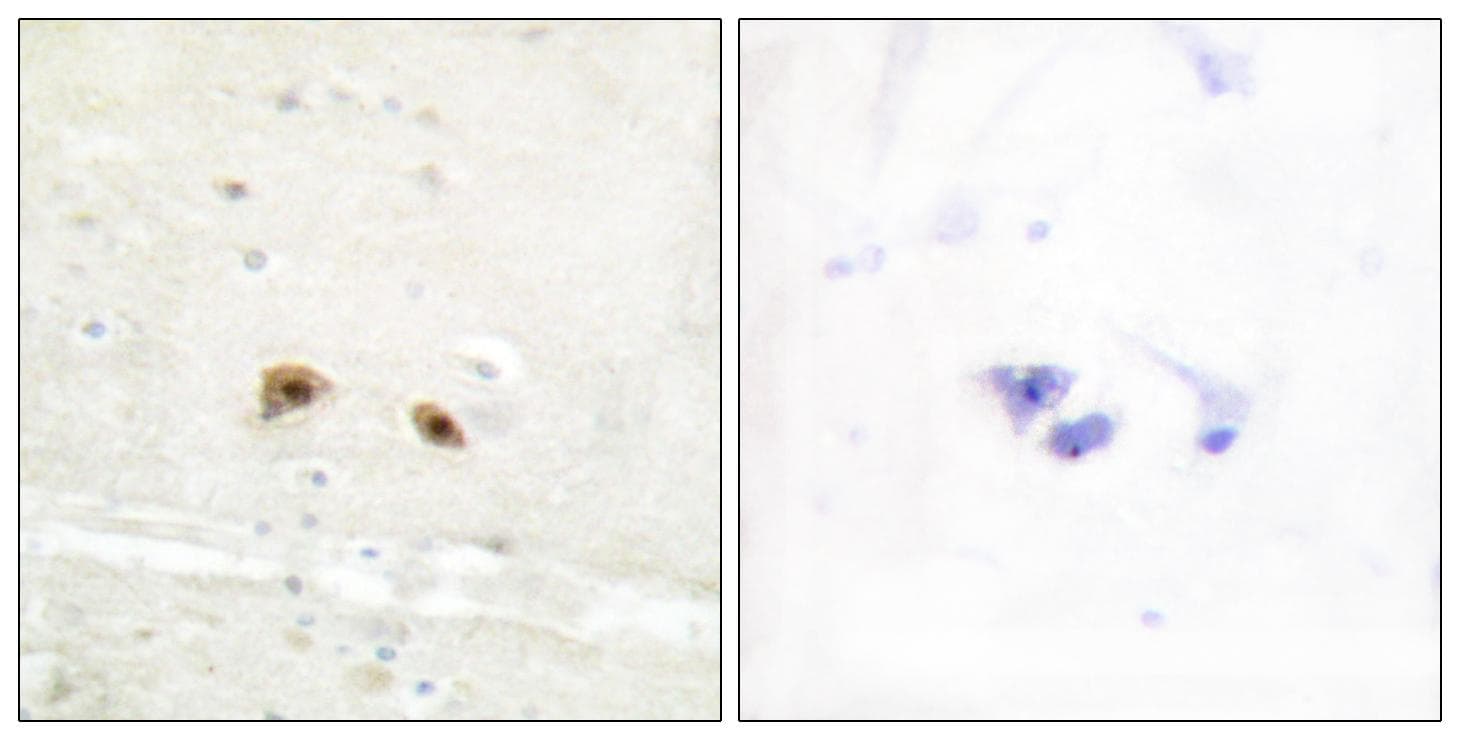 EGR3 Antibody