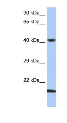 SEC14L4 Antibody (N-Terminus)
