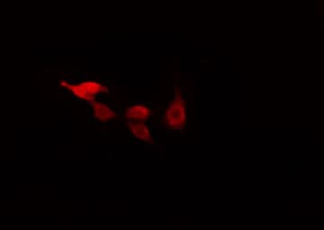 RAD17 Antibody