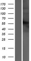 IFNAR2 Protein (Over-Expression Lysate Myc-DDK (Flag))