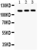 TRPC5 Antibody (aa684-973)
