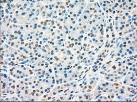RAD9A / RAD9 Antibody (clone OTI5D9)