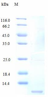 Human LD78 / CCL3L1 Protein (Recombinant)