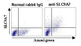 SLC9A7 Antibody