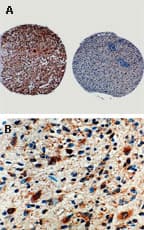 CASP8 / Caspase 8 Antibody