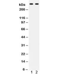 PLEC / Plectin Antibody