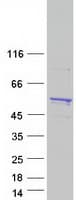 Human PRMT2 Protein (Recombinant Myc-DDK (Flag))