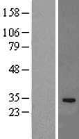 IL-33 Protein (Over-Expression Lysate Myc-DDK (Flag))