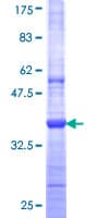 Human BIA2 / TRIM58 Protein (Recombinant GST, N-terminus)