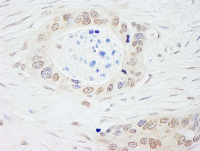 NMI Antibody (aa1-50)