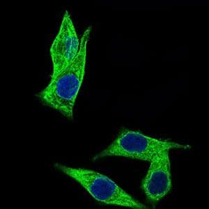 C17orf53 Antibody (Amino Acid: 282-527, clone 7A3A9)