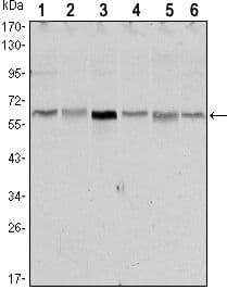 Monoclonal Mouse anti-Human STK11 / LKB1 Antibody (clone 4H12, WB)
