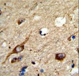 AGPAT3 Antibody (aa241-269)