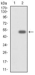 CYP3A4 / Cytochrome P450 3A4 Antibody (aa 243-430, clone 3H8)
