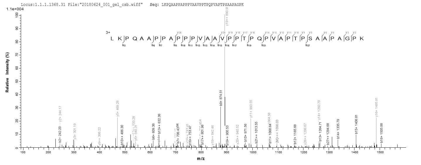 Mouse DLAT / PDC-E2 Protein (Recombinant 6His, N-terminus)
