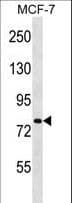 SLC24A3 / NCKX3 Antibody (aa79-108)