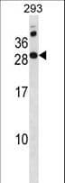 RAP2C Antibody (aa14-42)