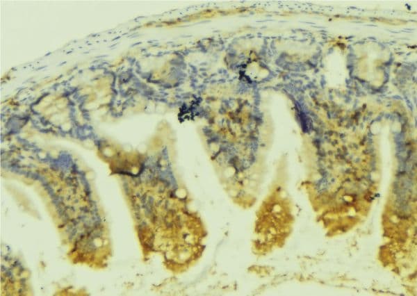 INSL5 Antibody