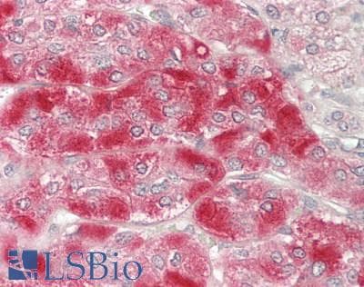 IHC-plus™ GAS6 Antibody