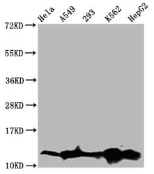 Polyclonal Rabbit anti-Human HIST1H4I Antibody (WB)