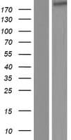 IQGAP3 Protein (Over-Expression Lysate Myc-DDK (Flag))
