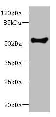 Cochlin / COCH Antibody