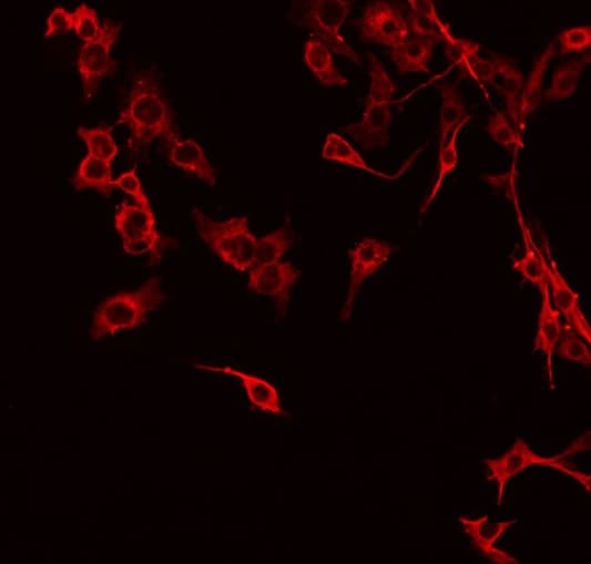 c-Met Antibody (phospho-Tyr1234)