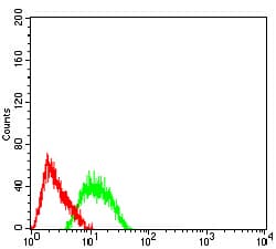 Monoclonal Mouse anti-Human TFAP2B / AP2 Beta Antibody (clone 6F7G1, WB)