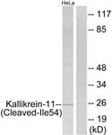 KLK11 / Kallikrein 11 Antibody (aa35-84)