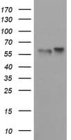 SPRING / TRIM9 Antibody (aa284-669, clone OTI2D8)