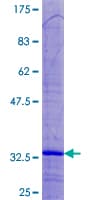 Human MRPL33 Protein (Recombinant GST)