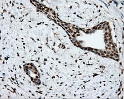 Monoclonal Mouse anti-Human APP / Beta Amyloid Precursor Antibody (clone OTI9E2, IHC, IF, WB)