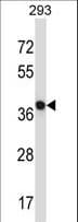 NECAB1 Antibody (aa208-236)