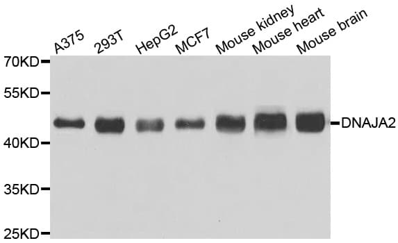 DNAJA2 Antibody
