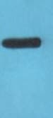 CLDN3 / Claudin 3 Antibody