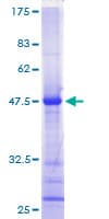 Human RRP22 / RASL10A Protein (Recombinant GST)