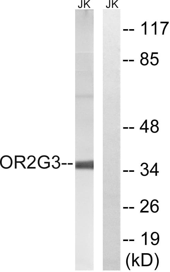 OR2G3 Antibody (aa61-110)