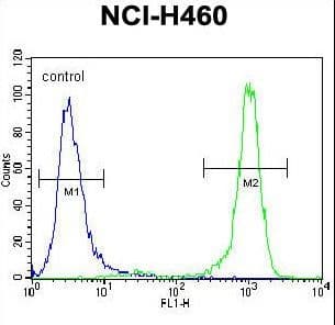 CHRND Antibody (aa168-196)