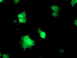 RFXANK Antibody (clone OTI3C10)