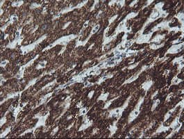 NDUFB10 Antibody (clone OTI4F1)