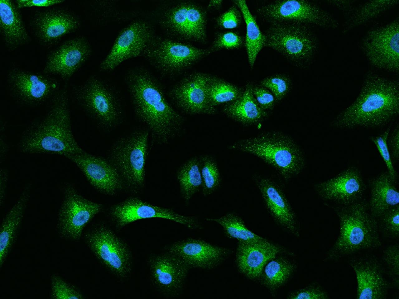 Polyclonal Rabbit anti-Human TANGO / MIA3 Antibody (IHC, IF)