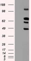 IHC-plus™ SIGLEC9 Antibody (clone 1D9)