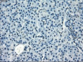 GBP2 Antibody (clone OTI4H2)