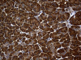 NME1 / NM23 Antibody (clone OTI3F2, Carrier-free)